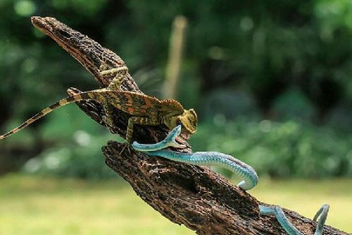Màn 'đại chiến' bất phân thắng bại của tắc kè hoa và rắn lục