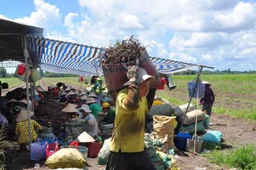 Nông dân Vĩnh Long 'khóc ròng' trên cánh đồng khoai