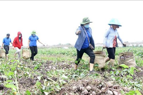 Tìm hướng đi lâu dài cho khoai lang tím Vĩnh Long