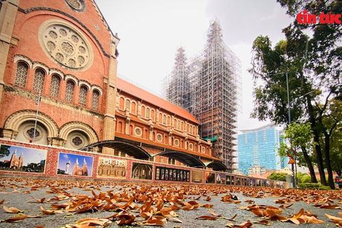 Lãng mạn mùa hoa dầu bay ở TP Hồ Chí Minh