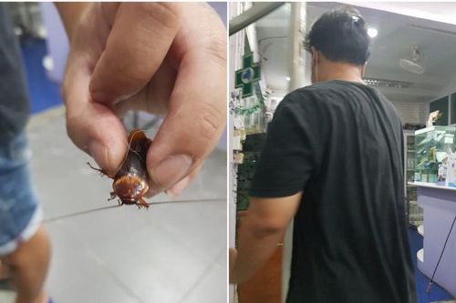 Nhìn thấy con gián bị giẫm bên lề đường, người đàn ông có hành động 'không thể tin nổi'