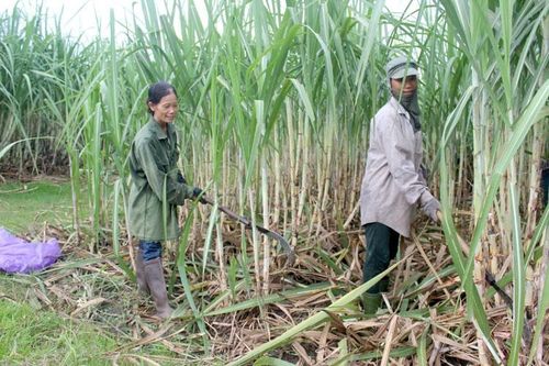 Nghệ An: Nhà máy đường 'đói' nguyên liệu