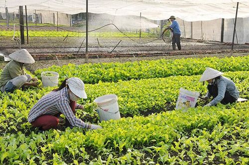 Hà Nội sẽ rà soát các hợp tác xã ngừng hoạt động chờ giải thể để xử lý