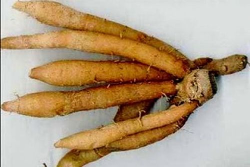 Sự thật về ngải bún có thể phòng ngừa COVID-19