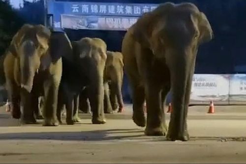 Đàn voi 'hành quân' trong thành phố ở Trung Quốc
