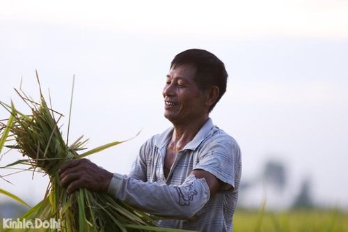 Hà Nội: Người dân vùng ngoại thành tất bật thu hoạch lúa dưới cái nắng gần 40 độ C