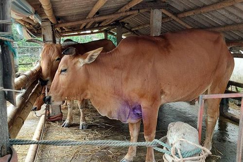 Ðẩy mạnh công tác phòng, chống dịch bệnh động vật