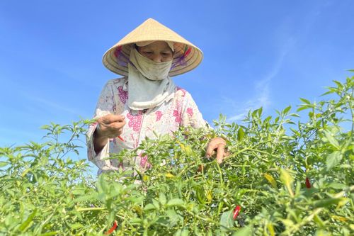 Hà Tĩnh: Nông dân 'cay' vì ớt