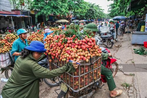 Lái xe, thương lái ra vào vùng vải Hải Dương phải có kết quả xét nghiệm âm tính với SARS-CoV-2
