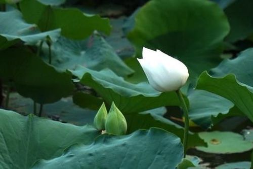 Sen trắng Tịnh hồ