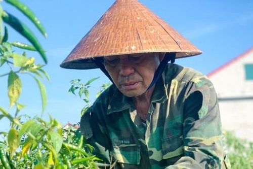 Nông dân Hà Tĩnh rớt nước mắt vì…ớt