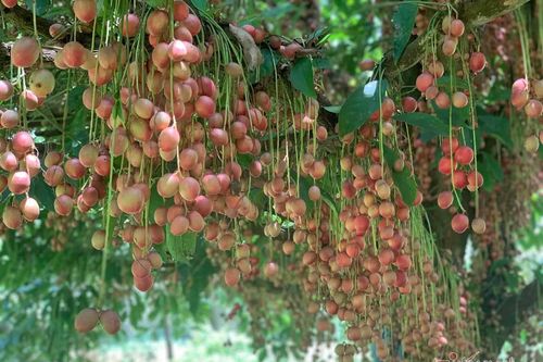 Cây cổ thụ nghìn quả đỏ hồng từ gốc tới ngọn: Đại gia xin mua, cụ chủ lắc đầu