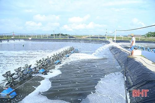 Nông dân Hà Tĩnh 'xoay' đủ cách chống nóng cho tôm nuôi
