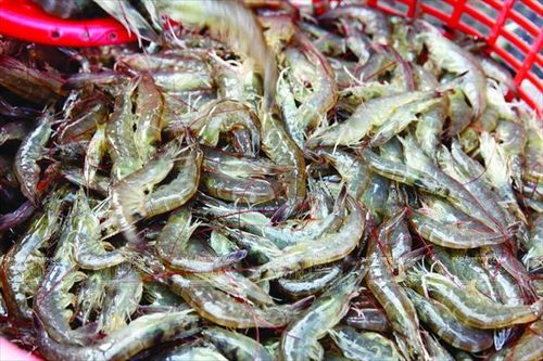 Long An phạt 44 trường hợp tự ý nuôi tôm thẻ chân trắng trong vùng nước ngọt