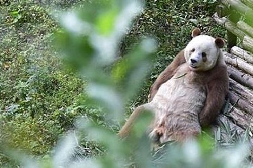 Gấu trúc nâu khổng lồ 'độc nhất vô nhị' thế giới lần đầu ra mắt
