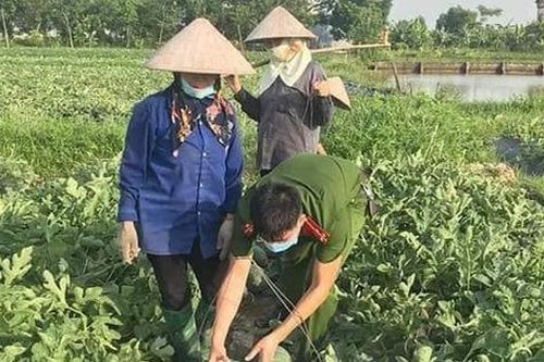 Nắng nóng gay gắt, công an Bắc Giang phơi mình giúp người dân thu hoạch dưa hấu