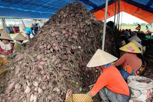 Nông dân lỗ nặng vì khoai lang rớt giá kỷ lục