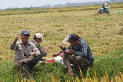 Nhớ bữa cơm mùa gặt