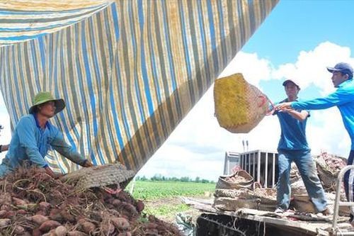 Khoai miền Tây 'thất thủ', còn hàng chục nghìn tấn ngoài đồng