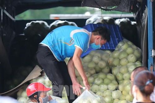 Người dân thủ đô chung tay giúp bà con Bắc Giang tiêu thụ dưa lê
