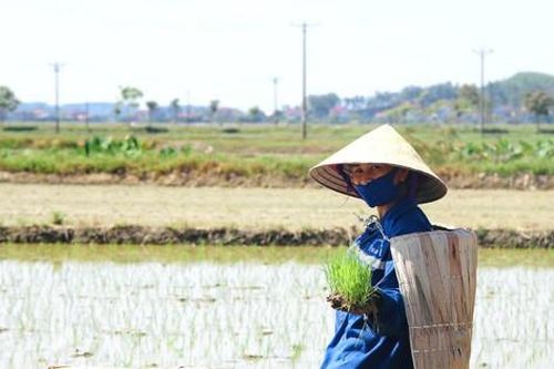 'Cùng em khoác chiếc áo tơi ra đồng...'