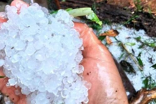 Mưa đá trắng xóa, nhiều vườn sâm Ngọc Linh bị hư hại