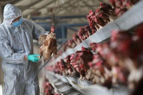 Trung Quốc: Phát hiện ca nhiễm cúm gia cầm H10N3 ở người đầu tiên trên thế giới