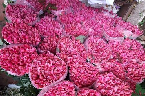 Nắng nóng thiêu đốt, hoa hồng cháy ráp, bán rẻ như cho