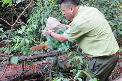 Bình Phước: Thả 4 cá thể động vật hoang dã quý hiếm về rừng