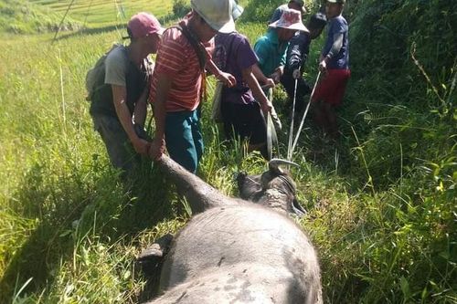 Kon Tum: Trâu, bò chết hàng loạt do mắc bệnh tụ huyết trùng