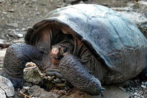 Rùa tuyệt chủng cách đây 100 năm bất ngờ xuất hiện tại Ecuador