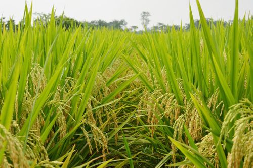 Giống lúa thuần VNR20 cho năng suất vượt trội, nông dân Hưng Yên đánh giá cao