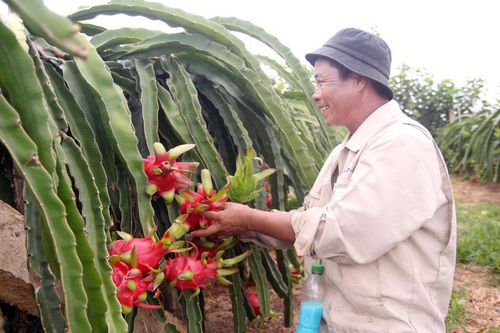 Nông dân Tân Văn bước đầu làm quen với thanh long ruột đỏ