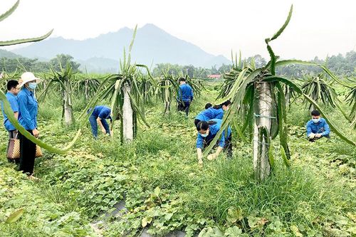 Chiêm Hóa khởi động Chiến dịch thanh niên tình nguyện hè năm 2021