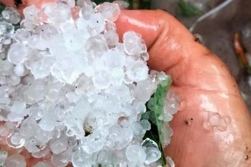Mưa đá gần bằng đầu ngón tay gây thiệt hại nhiều vườn sâm Ngọc Linh