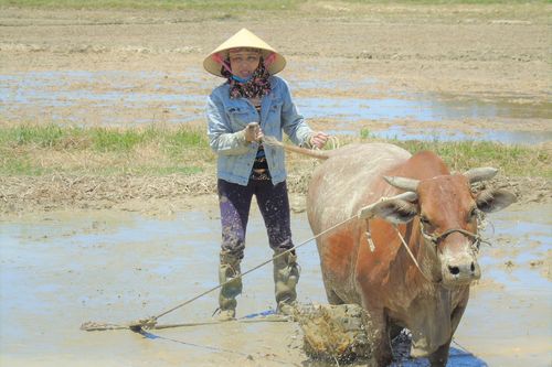 Nắng thiêu đốt 41 độ C, người dân vẫn hối hả ra đồng làm việc