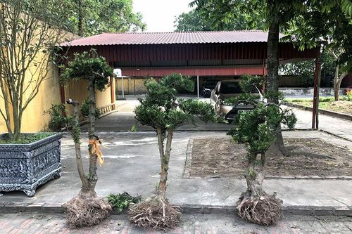 Nhóm đối tượng chuyên trộm cắp cây cảnh của nhà chùa