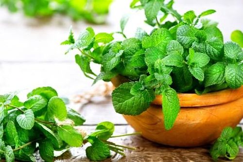 Công dụng bất ngờ của lá bạc hà
