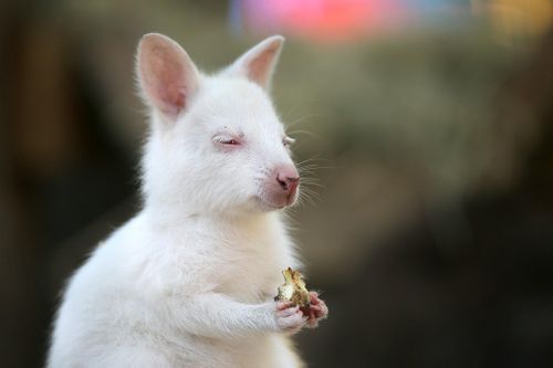Chuột túi wallaby bạch tạng ở Nga