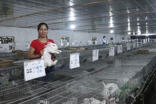 Phát triển hợp tác xã nông nghiệp: Gắn với sản xuất theo chuỗi giá trị