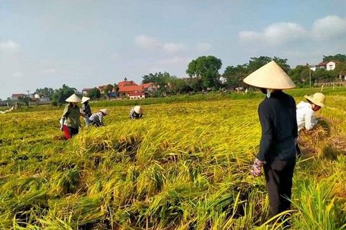 Vụ lúa Xuân bội thu