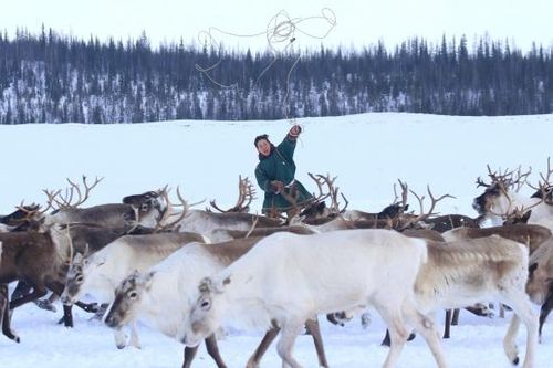 Cuộc sống du mục của trẻ em dân tộc Nenets vùng cực bắc Nga