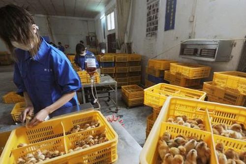 Trung Quốc có ca mắc H10N3 ở người đầu tiên trên thế giới