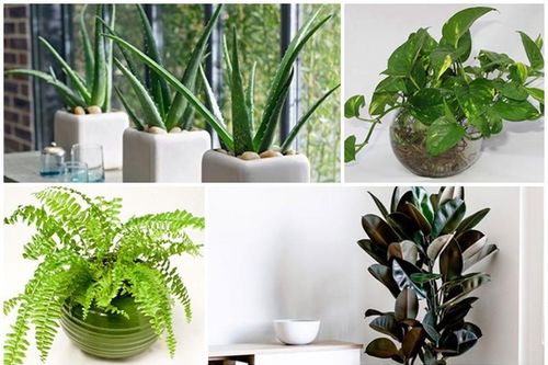 Trời 'nóng như đổ lửa', 6 cây ví như điều hòa giúp giảm nhiệt trong nhà