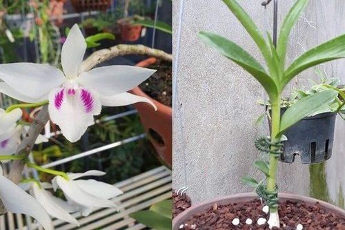 Phải xác minh về nguồn tiền thực hiện giao dịch mua bán hoa lan giá trị cao