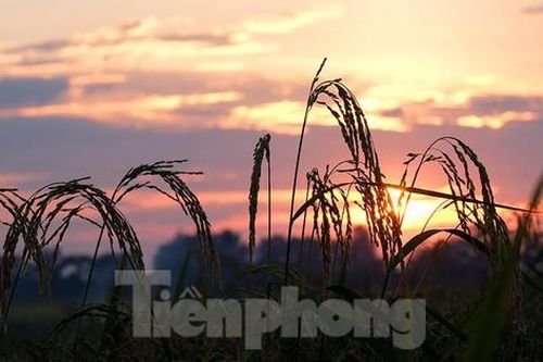 Ngoại thành Hà Nội đẹp nao lòng mùa lúa chín