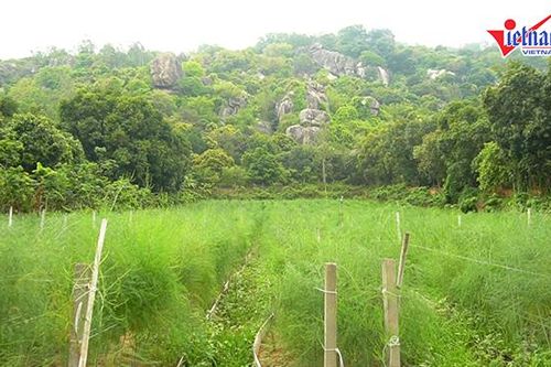 Trồng măng tây dưới chân núi, lão nông An Giang thu trăm triệu mỗi năm