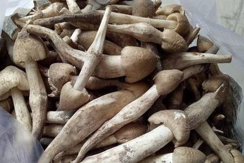 Có giá đắt ngang với giá cua hoàng đế, loại nấm này tại Việt Nam là đặc sản hiếm có khó mua
