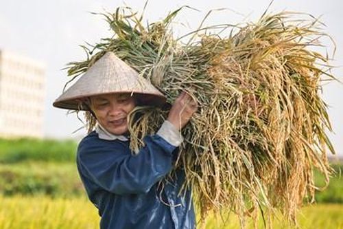 Vất vả thu hoạch lúa ở Hà Nội những ngày ông trời 'đổ lửa'
