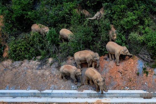 Trung Quốc: Đàn voi rừng di chuyển gần 500km về phương Bắc